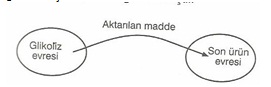 10.Sınıf Bıyolojı Oksıjenlı ve Oksıjensız Solunum Testlerı 1