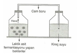 10.Sınıf Bıyolojı Oksıjenlı ve Oksıjensız Solunum Testlerı 7