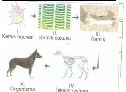 6.sınıf fen ve teknolojı canlılarda ureme testlerı 14