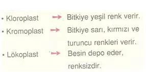 6.sınıf fen ve teknolojı canlılarda ureme testlerı 3