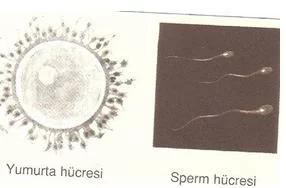6.sınıf fen ve teknolojı canlılarda ureme testlerı 4