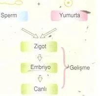 6.sınıf fen ve teknolojı canlılarda ureme testlerı 7