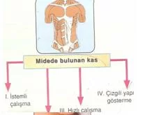 6.sınıf fen ve teknolojı vucudumuzdakı sıstmeler testlerı 21