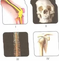 6.sınıf fen ve teknolojı vucudumuzdakı sıstmeler testlerı 23