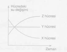 9-Sınıf-Biyoloji-Hucre-Zarindan-Madde-Gecisleri-Testleri 5.