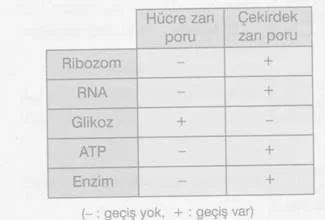 9-Sınıf-Biyoloji-Hucre-Zarindan-Madde-Gecisleri-Testleri 6.
