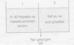 9-Sınıf-Biyoloji-Hucre-Zarindan-Madde-Gecisleri-Testleri 7.