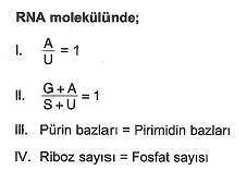 11.sinif-biyoloji-dnanin-yapisi-ve-replikasyon-testleri-11.