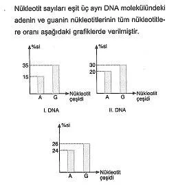11.sinif-biyoloji-dnanin-yapisi-ve-replikasyon-testleri-2.