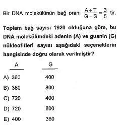 11.sinif-biyoloji-dnanin-yapisi-ve-replikasyon-testleri-8.