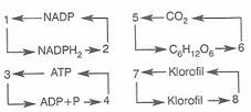 10.Sinif-Biyoloji-Fotosentez-ve-Kemosentez-Reaksiyonlari-Testleri-4-Optimized
