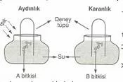 10.Sinif-Biyoloji-Fotosentez-ve-Kemosentez-Reaksiyonlari-Testleri-5-Optimized