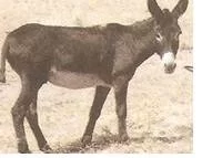 7.Sinif-Ingilizce-Ecology-Testleri-2