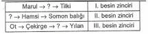 8.Sinif-Fen-ve-Teknoloji-Canlilar-ve-Enerji-Iliskileri-Testleri-15-Optimized