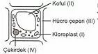 8.Sinif-Fen-ve-Teknoloji-Canlilar-ve-Enerji-Iliskileri-Testleri-2-Optimized
