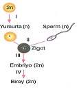 lys-ygs-biyoloji-canlilar-testleri-26.