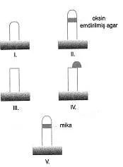ygs-biyoloji-kalitim-testleri-20.