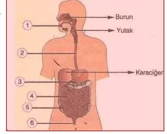 adsiz