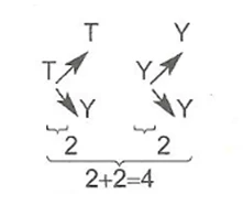 7-sinif-matematik-olasilik-konu-anlatimi-2