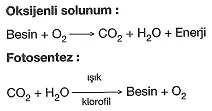8-sinif-fen-bilimleri-canlilar-ve-enerji-21